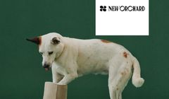 Proomni wypromuje wegańskie buty New Orchard