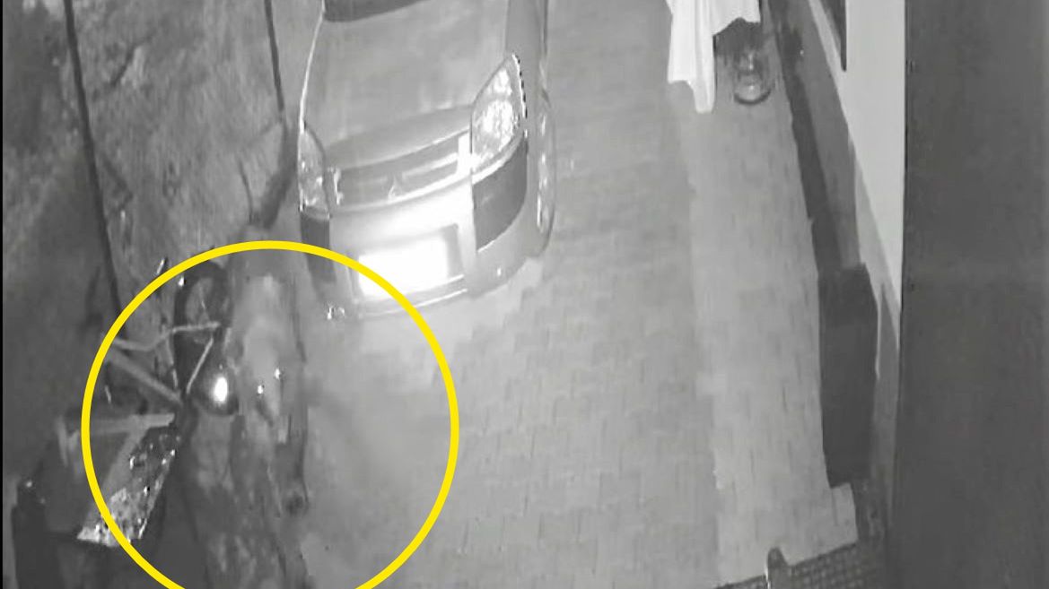 Niedźwiedź niepokoi mieszkańców Zakopanego 