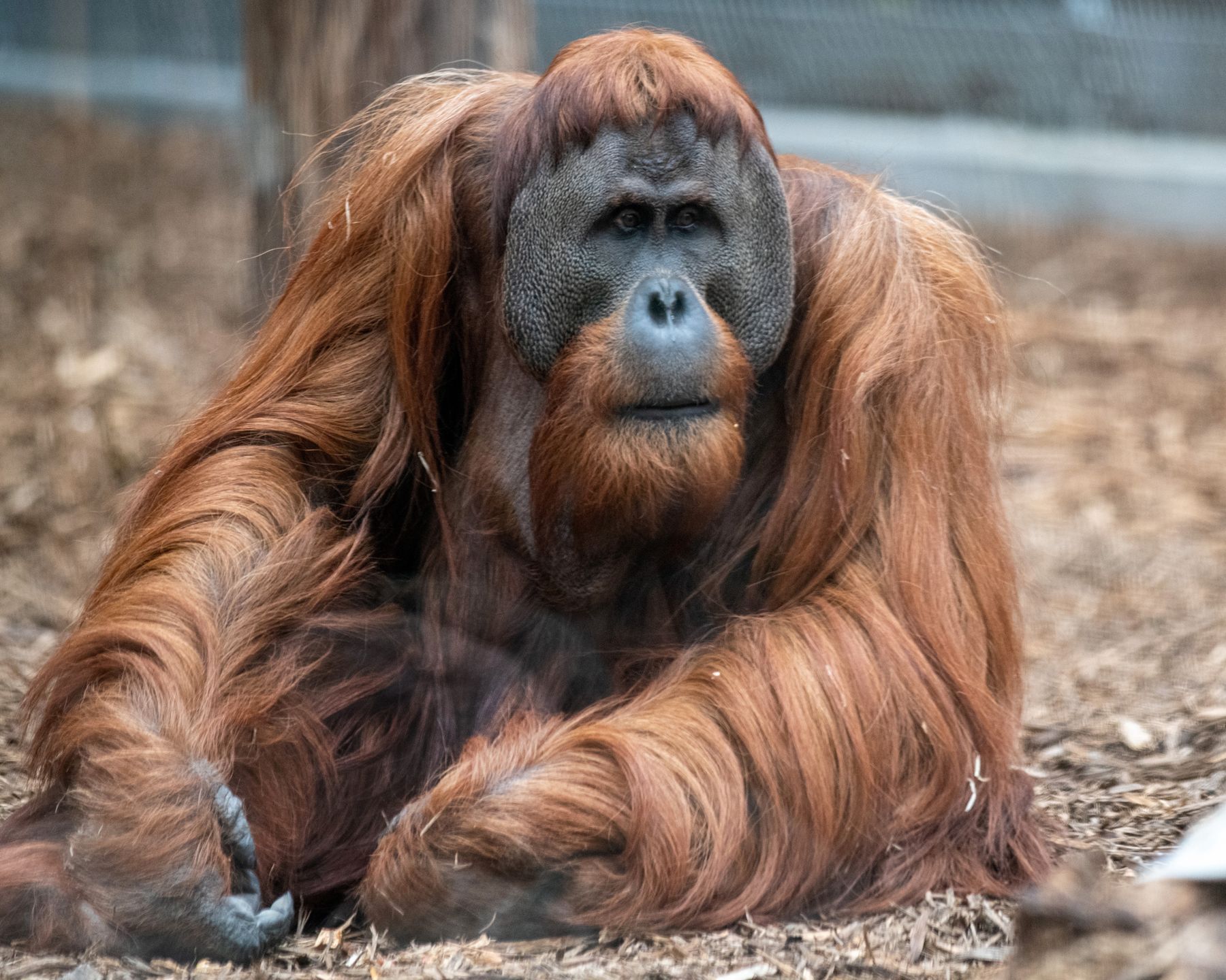 Orangutan sumatrzański w łódzkim Orientarium