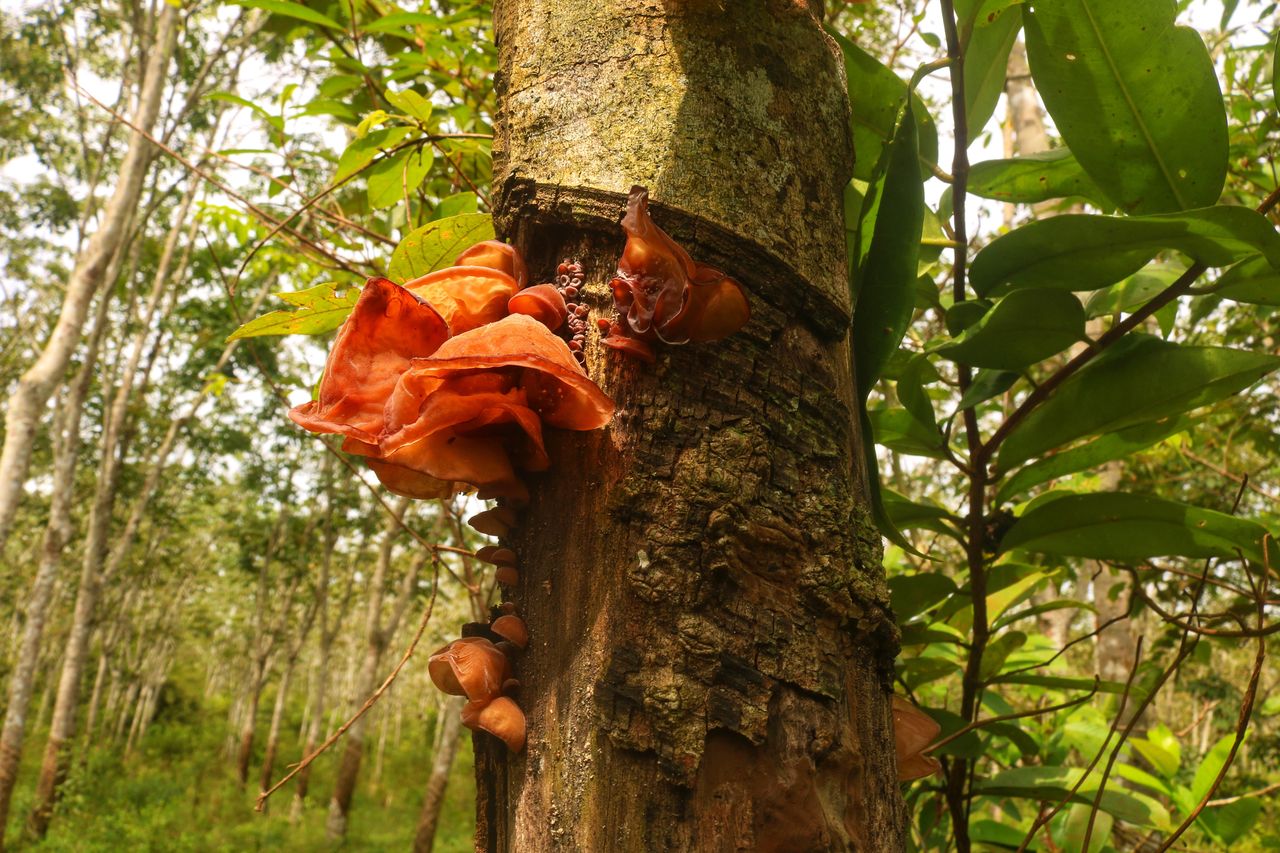 Unearthing the potential of overlooked wood ear mushrooms