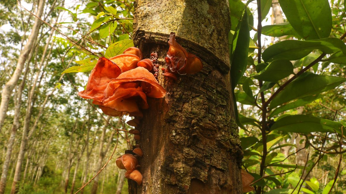 Uszakiem warto się zainteresować. 