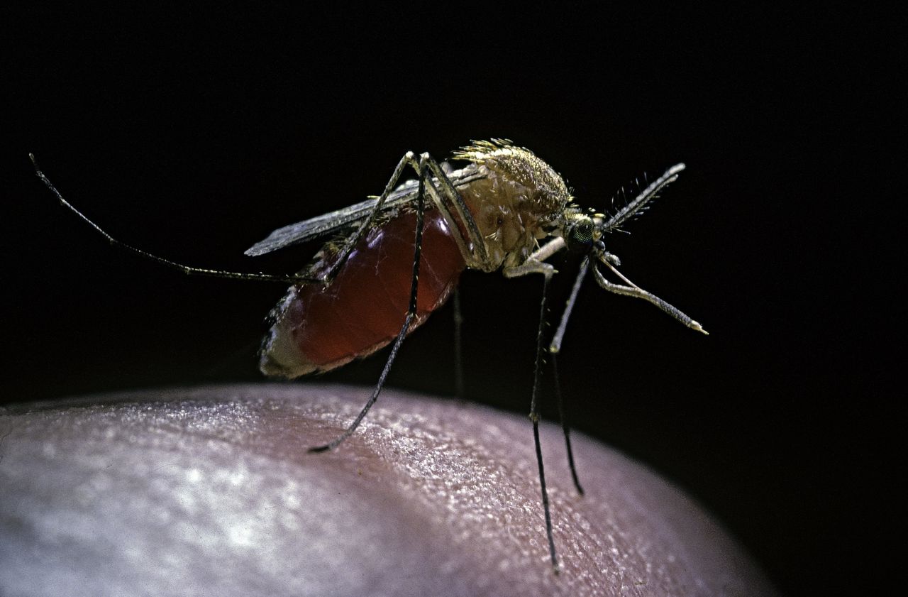 "Wojenne komary" atakują Rosjan? Twierdzą, że mają na to dowody
