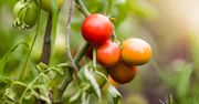 Widzisz je na pomidorach? Wyjątkowo zły znak