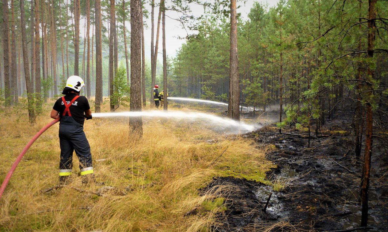 Ogień największym wrogiem lasów