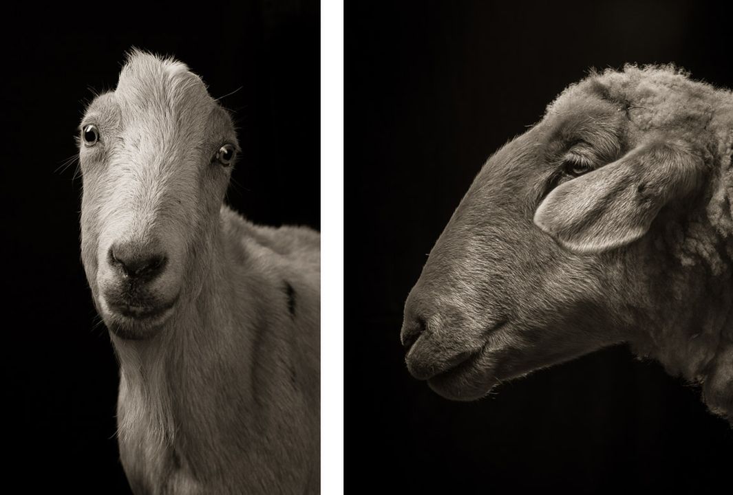 Realizując serię portretów Kevin Horan stara się odpowiedzieć na pytanie: „Co by było, gdyby owcy i kozy weszły do studia i poprosiły o wykonanie im portretów studyjnych?". Wygląda na to, że zdjęcia fotografa z Chicago dają tą odpowiedź.