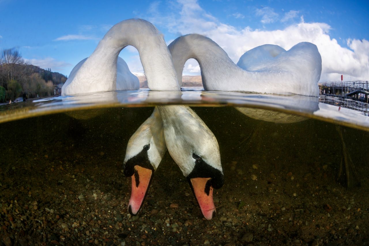 Grant Thomas uchwycił niesowite zdjęcie łabędzi pt. “Love Birds”. Zafascynowany ujęciami spod i znad wody wybrał się do Loch Lomond ze względu na idylliczną lokalizację, dostęp do wody i przyjazne łabędzie. Fotografowi udało się to znakomicie ujęcie dzięki odrobinie cierpliwości.