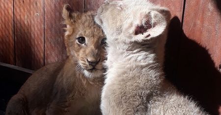 ZOO w Wojciechowie na skraju upadku przez koronawirusa. W sieci ruszyła zbiórka