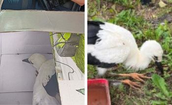 Młody bocian uratowany w gminie Raciąż. Policjanci pomogli rannemu ptakowi!