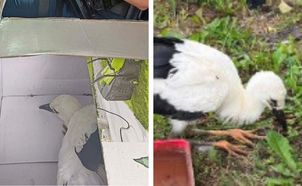 Młody bocian uratowany w gminie Raciąż. Policjanci pomogli rannemu ptakowi!