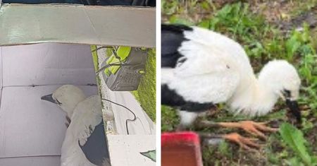 Młody bocian uratowany w gminie Raciąż. Policjanci pomogli rannemu ptakowi!