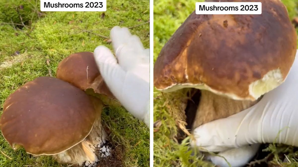 Lipcowe grzybobranie w Danii