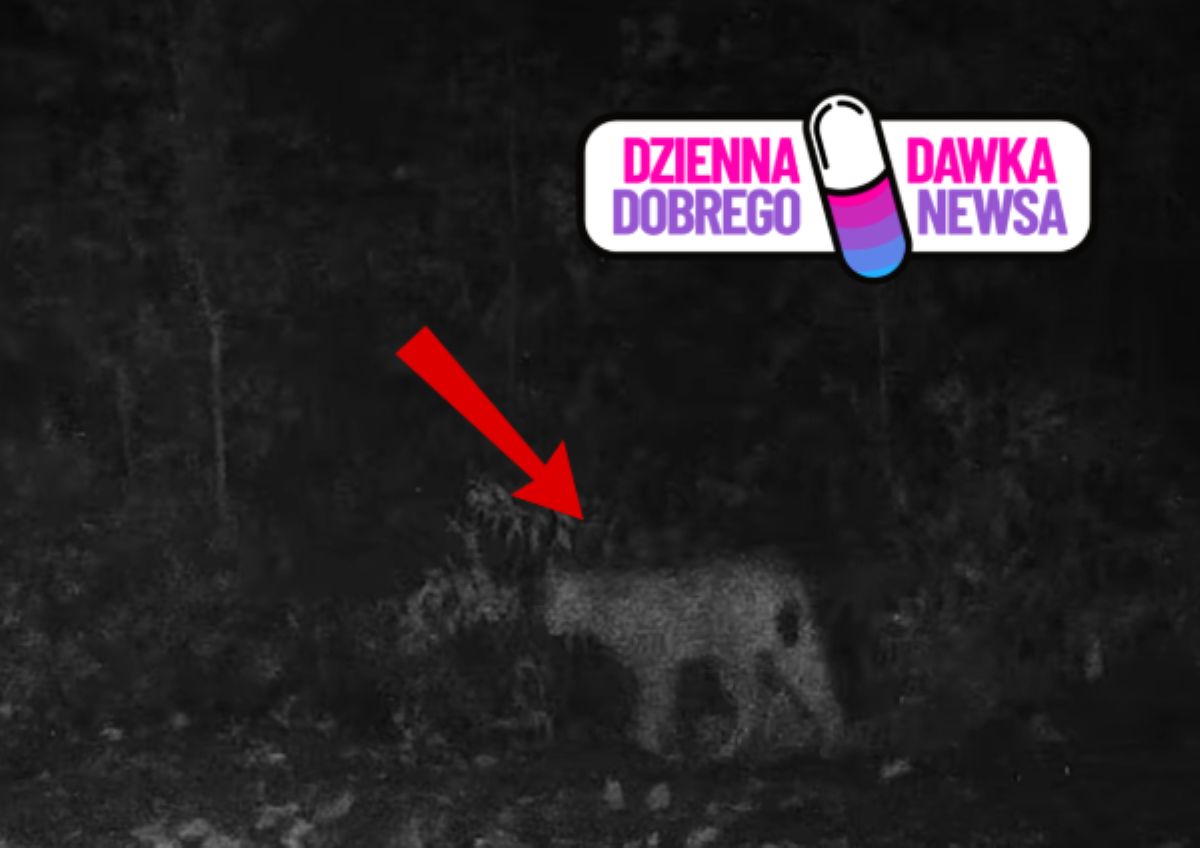 Fotopułapka uchwyciła rzadki widok. Sami zobaczcie