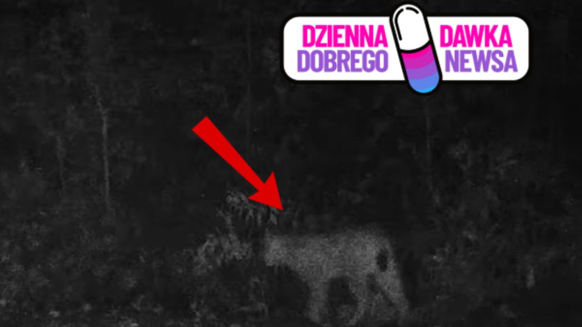 Ryś uchwycony na jednej z fotopułapek. To rzadki widok