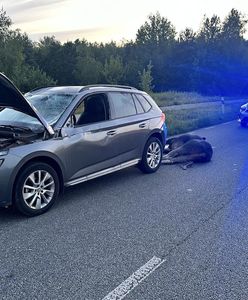 Łoś na drodze. Doszło do kolizji