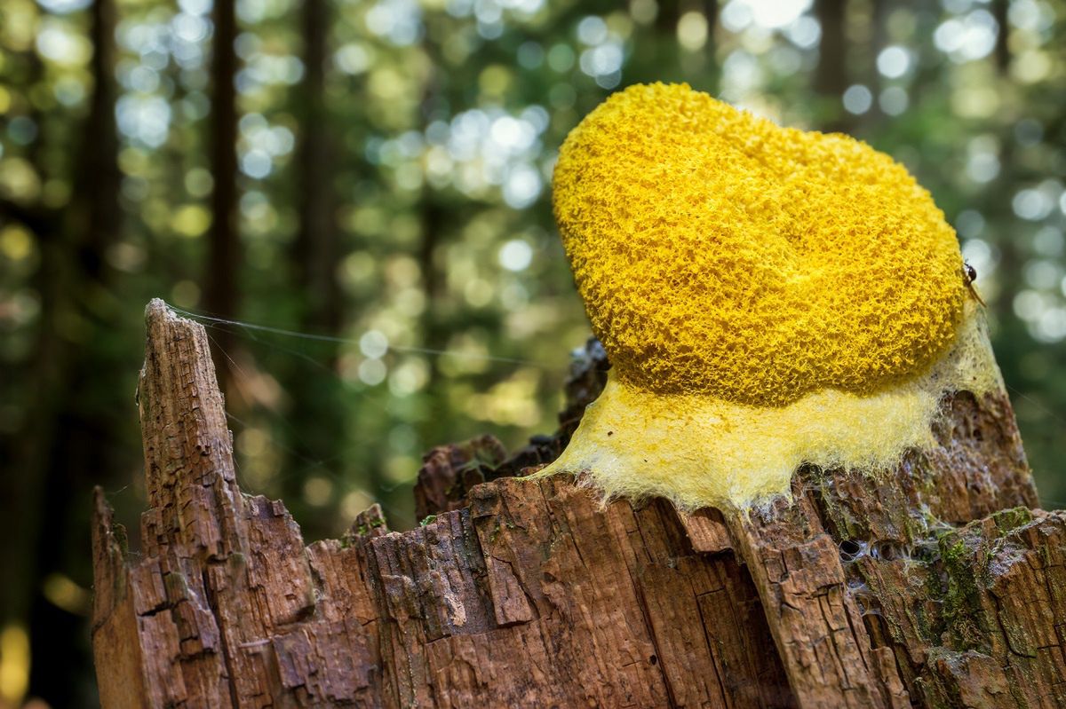 A mysterious yellow slime in the forest concerns dog owners