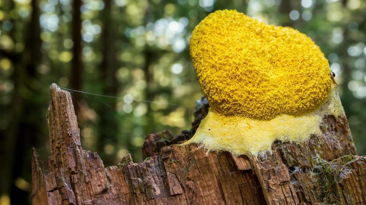 Masło czarownicy (Fuligo septica)