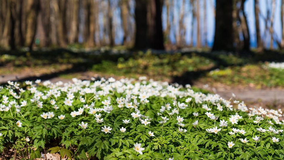 W lasach zakwitnął zawilce