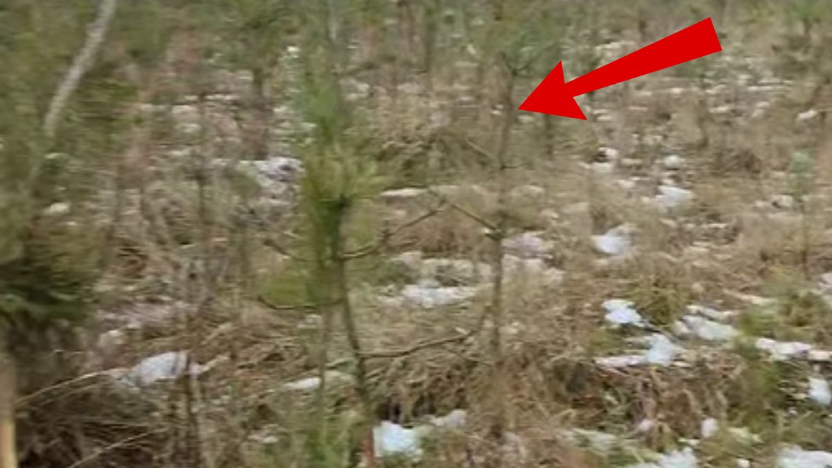 Nagranie z lasu. Poważne szkody na 8-letniej uprawie.