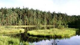 Postaw na biopaliwa i hybrydy 1