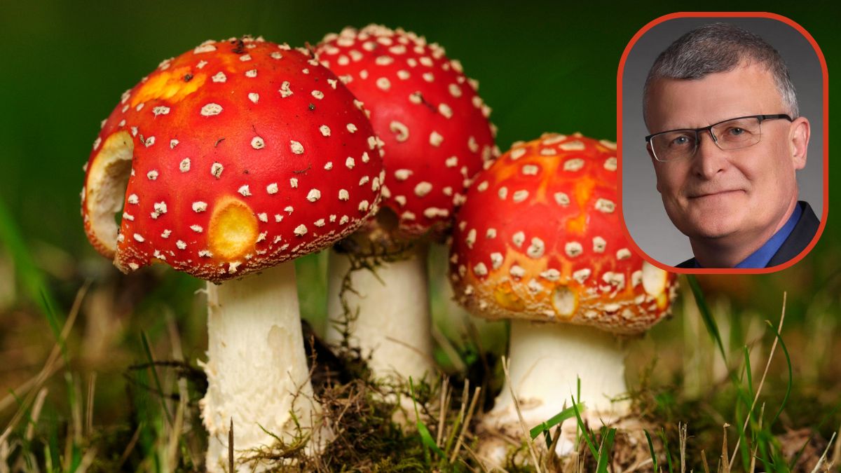 Czerwone muchomory wciąż kuszą. Chętnych i głupich na nie nie brakuje