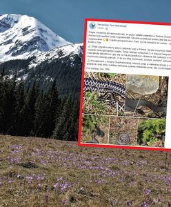 Żmije w Polsce. Jadowite węże pojawiły się w miejscu popularnym wśród turystów