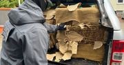 Nielegalny susz tytoniowy warty 260 tysięcy złotych ujawniony w samochodzie