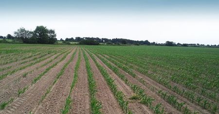 Odporność chwastów na herbicydy w uprawie kukurydzy. Narastające wyzwanie agrotechniczne