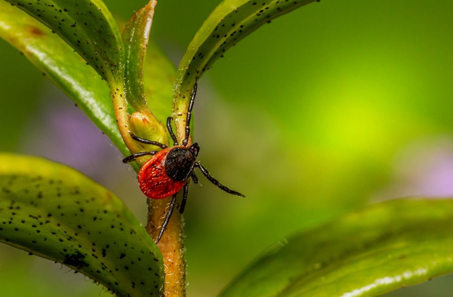 African ticks are now found in Poland: Should we be concerned?