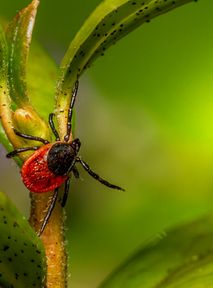 African ticks are now found in Poland: Should we be concerned?