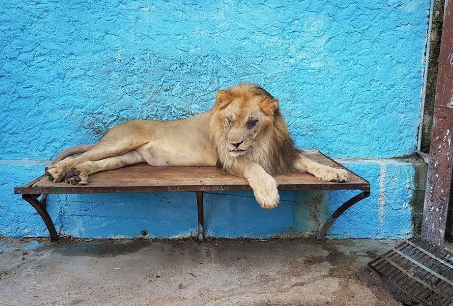 Zoo z piekła rodem. Przerażające warunki w Safari Park w Albanii