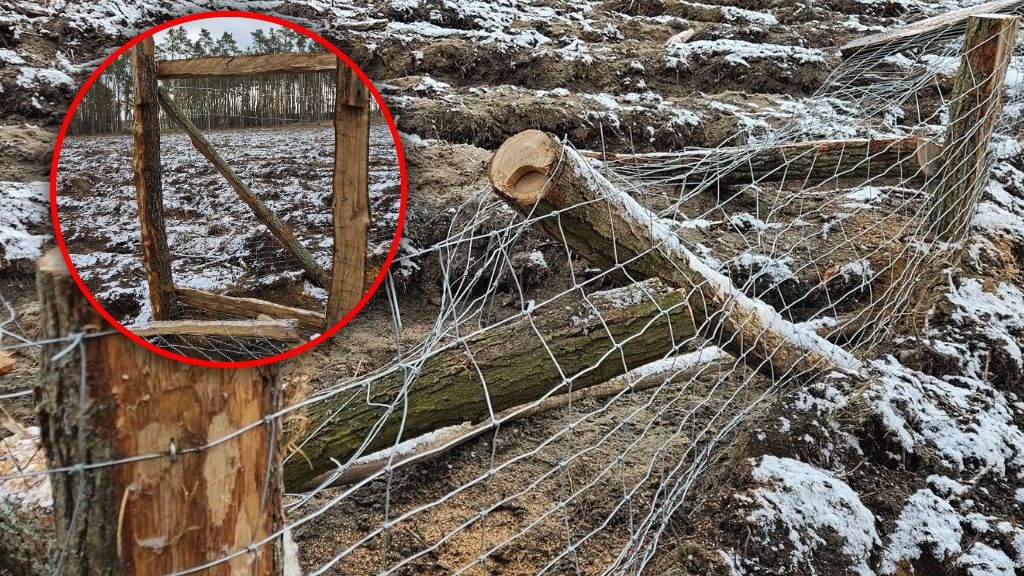 Leśnicy z Opola pokazali wstrząsające zdjęcia