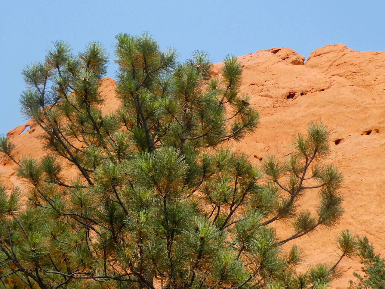 Zbliżenie sosny żółtej (Pinus ponderosa) z czerwonymi skałami i błękitnym niebem w tle w Garden of the Gods w Kolorado.