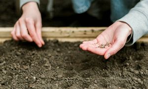 To już ostatni dzwonek. Latem zbierzesz obfite plony