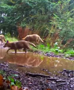 Wałbrzych. Dzikie wilcze harce. Leśna fotopułapka podgląda szczęśliwe zwierzęta