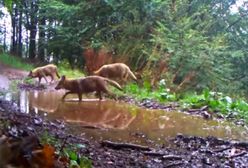 Wałbrzych. Dzikie wilcze harce. Leśna fotopułapka podgląda szczęśliwe zwierzęta