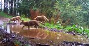 Wałbrzych. Dzikie wilcze harce. Leśna fotopułapka podgląda szczęśliwe zwierzęta