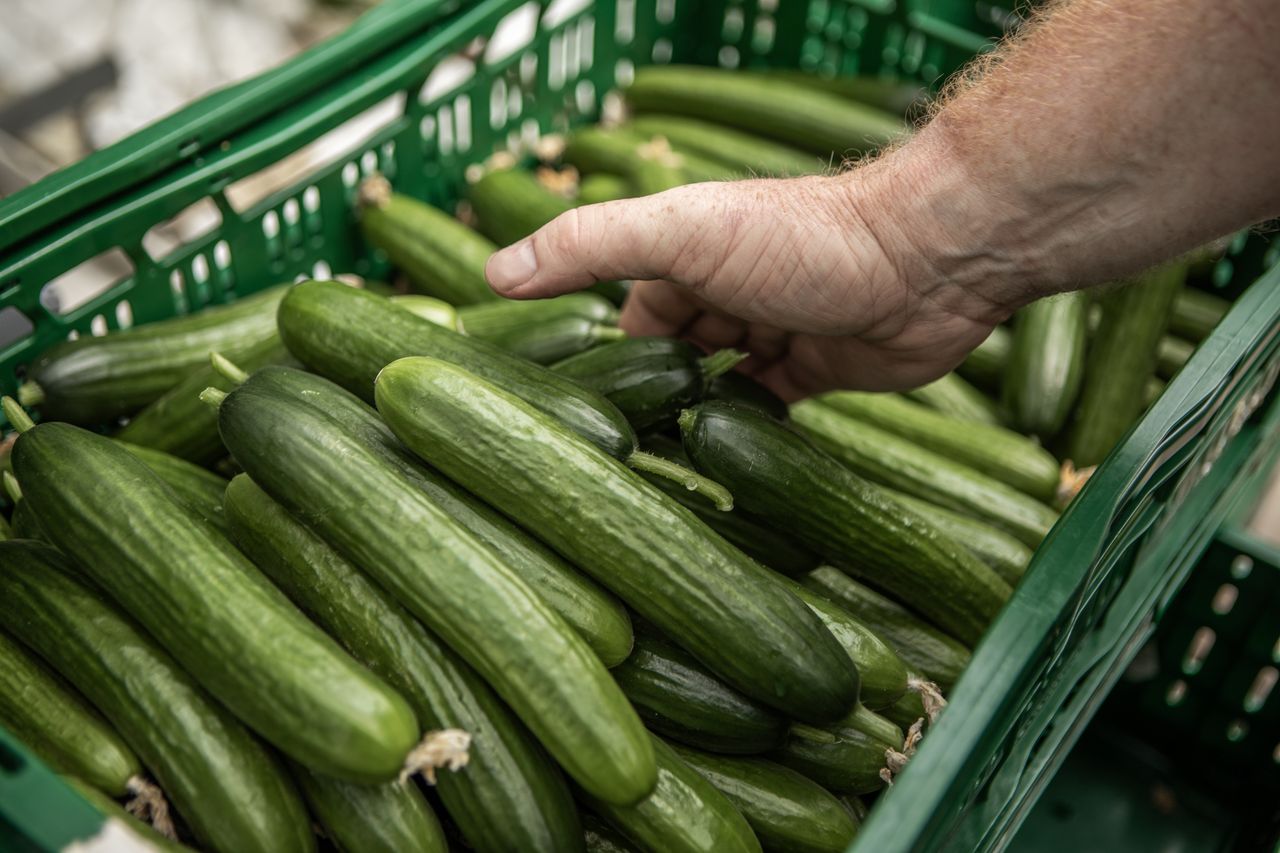 Co się dzieje na rynku ogórków? Ceny nawet trzykrotnie wyższe