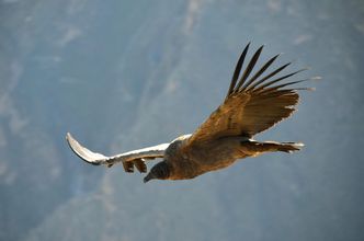 Bardzo tajemnicze zatrucia kondorów