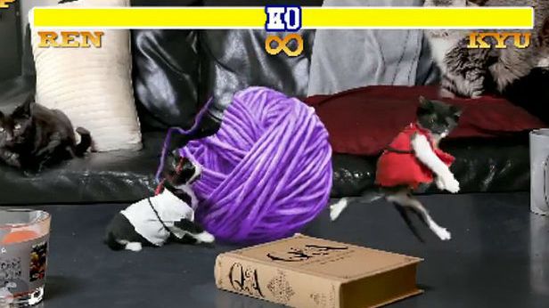 WTF dnia: Cat Fighter, czyli miaucząca parodia Street Fightera [wideo] 1