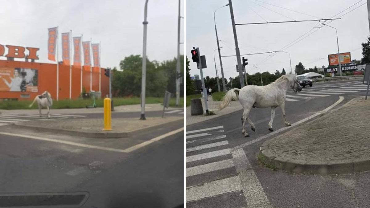 Biały koń widziany na al. Kraśnickiej w Lublinie
