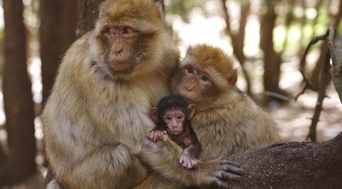 Dzika fauna śródziemnomorska