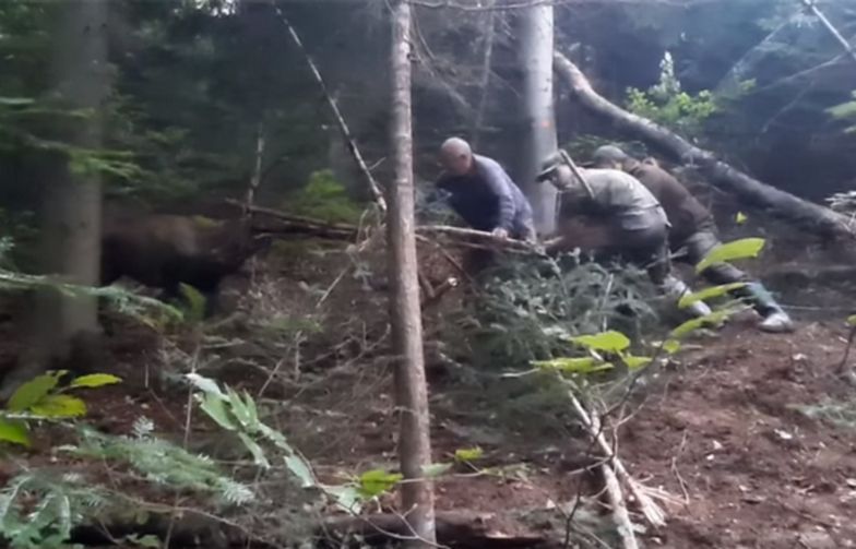 Bohaterski wyczyn leśników. Wideo z Nadleśnictwa Dynów podbija sieć