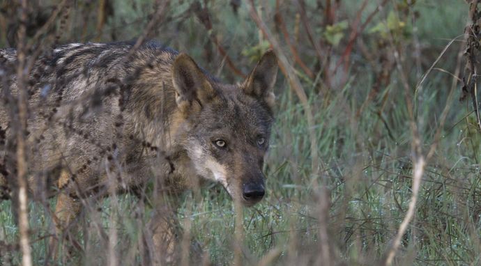 Dzika fauna śródziemnomorska