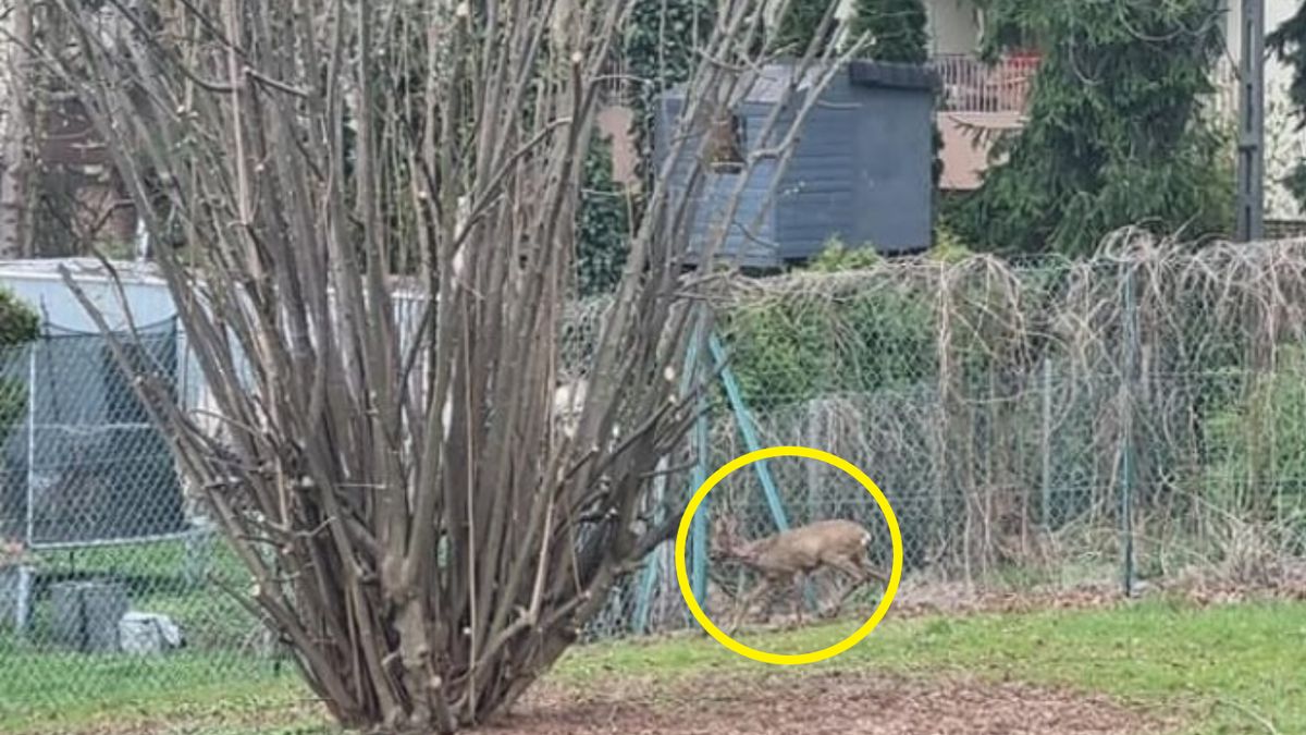 Niecodzienny gość na jednym z krakowskich osiedli