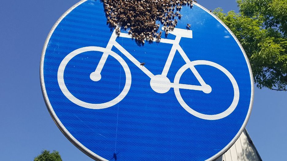 Warszawa. "Pszczoły na rowerze". Interwencja straży miejskiej na Żeraniu