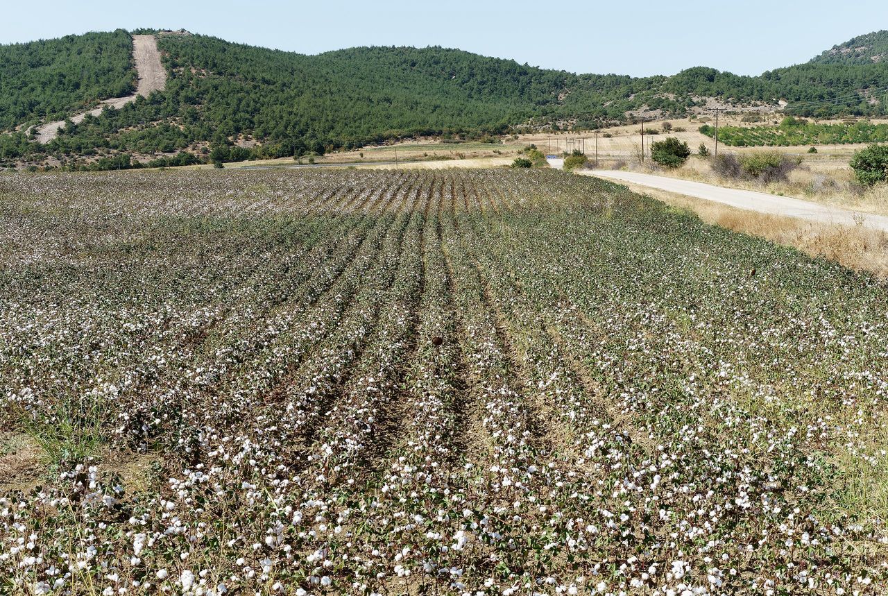 Plantacja bawełny