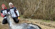 Zawodnicy wyłowili suma giganta– nowy rekord świata
