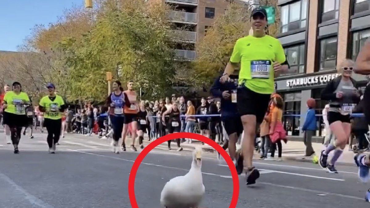 Kaczka o imieniu Wrinkle podczas nowojorskiego maratonu