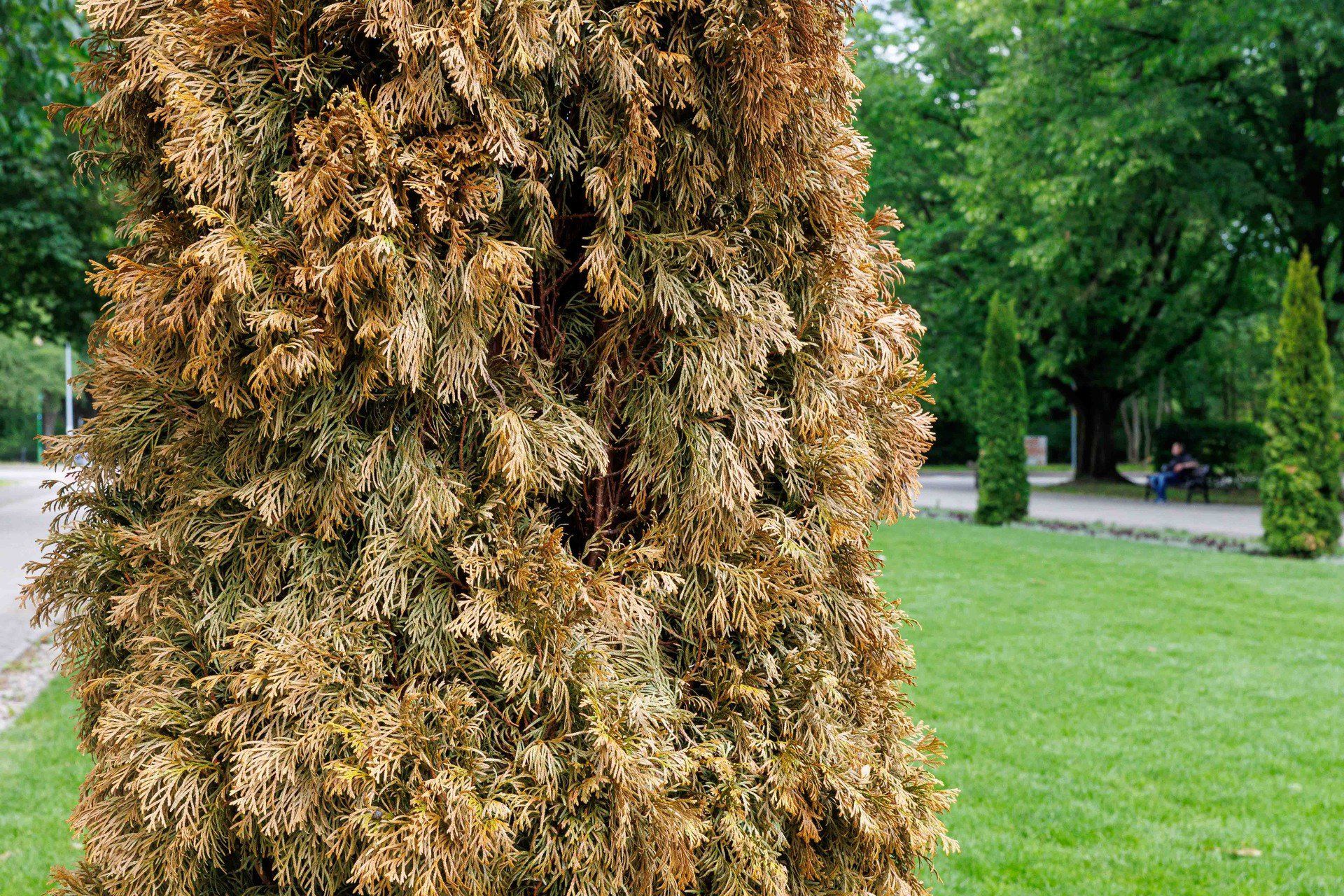 Nowe tuje na Plantach. Posadzono je raptem dwa miesiące temu 
