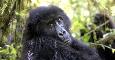 Alarmujący raport WWF. Drastyczny spadek populacji zwierząt na świecie